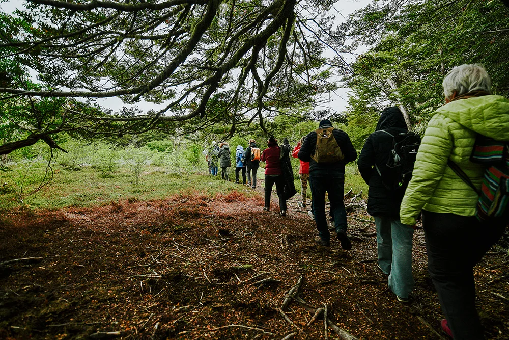 Caminata en bosque patagónico